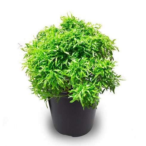 Aralia Golden - Plant
